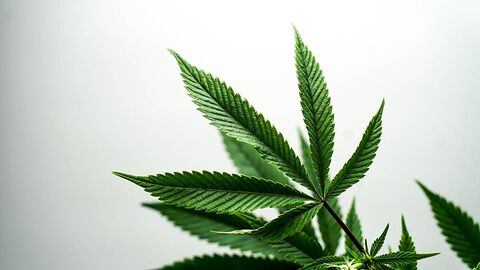 Blätter einer Cannabis-Pflanze vor weißem Hintergrund.