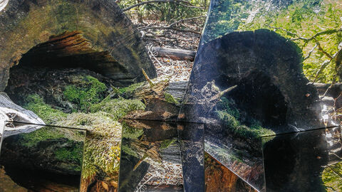 Fotocollage Fotocollage mit einem abgesägten Baumstamm.